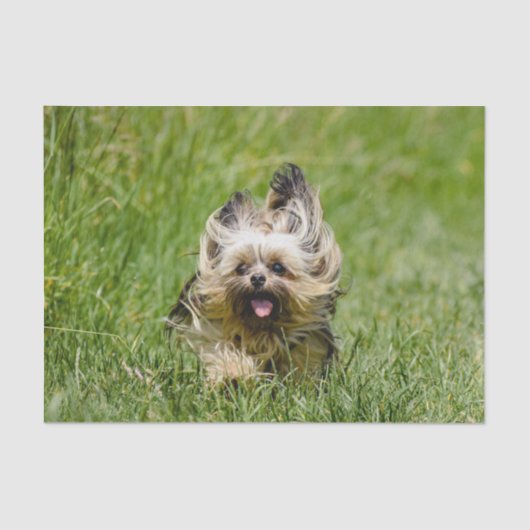 Niedlicher Yorkshire Terrier, der durch Gras läuft Seidenpapier (Vorderseite)