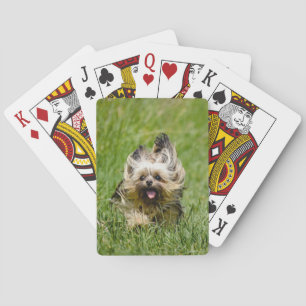Niedlicher Yorkshire Terrier, der durch Gras läuft Spielkarten