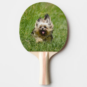 Niedlicher Yorkshire Terrier, der durch Gras läuft Tischtennis Schläger