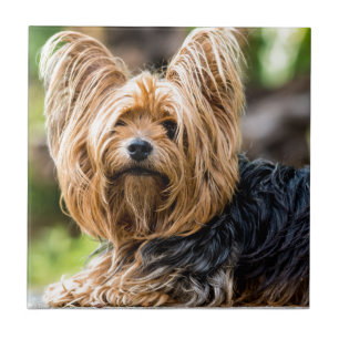Niedlicher Yorkshire Terrier Dog im Garten Fliese