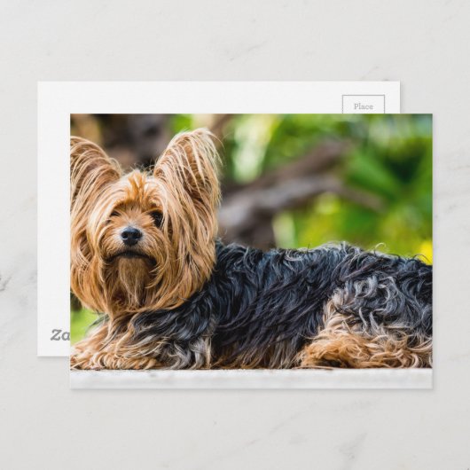 Niedlicher Yorkshire Terrier Dog im Garten Postkarte (Vorne/Hinten)