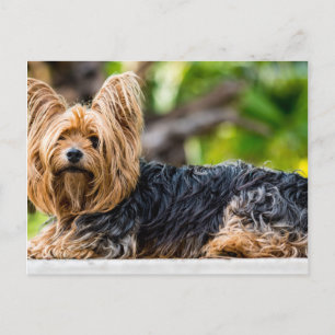 Niedlicher Yorkshire Terrier Dog im Garten Postkarte