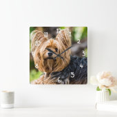 Niedlicher Yorkshire Terrier Dog im Garten Quadratische Wanduhr (Zuhause)