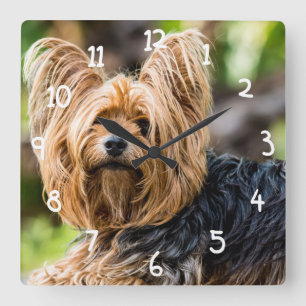 Niedlicher Yorkshire Terrier Dog im Garten Quadratische Wanduhr
