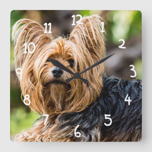 Niedlicher Yorkshire Terrier Dog im Garten Quadratische Wanduhr (Vorderseite)