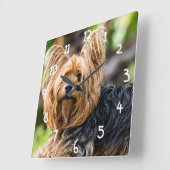 Niedlicher Yorkshire Terrier Dog im Garten Quadratische Wanduhr (Winkel)