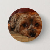 Niedlicher Yorkshire-Terrier-Hund Button (Vorderseite)