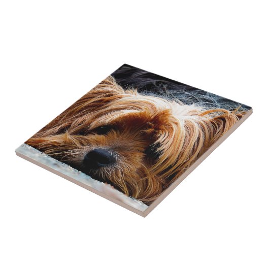 Niedlicher Yorkshire-Terrier-Hund Fliese (Seite)