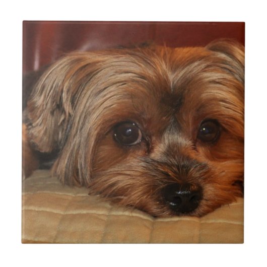 Niedlicher Yorkshire Terrier Hund, Yorkie Fliese (Vorderseite)