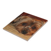 Niedlicher Yorkshire Terrier Hund, Yorkie Fliese (Seite)