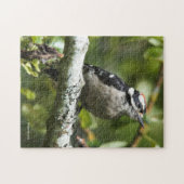 Niedlicher Young Downy Woodpecker im Birnbaum Puzzle (Horizontal)