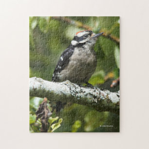 Niedlicher Young Downy Woodpecker im Birnbaum Puzzle