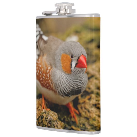 Niedlicher Zebra Finch Songbird auf den Felsen Flachmann (Links)