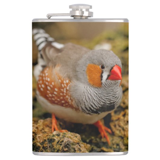 Niedlicher Zebra Finch Songbird auf den Felsen Flachmann (Vorderseite)