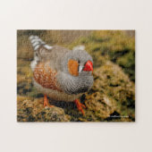 Niedlicher Zebra Finch Songbird auf den Felsen Puzzle (Horizontal)