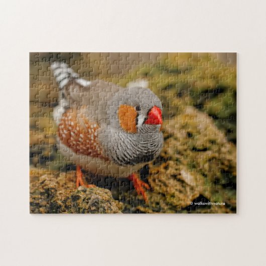 Niedlicher Zebra Finch Songbird auf den Felsen Puzzle (Horizontal)