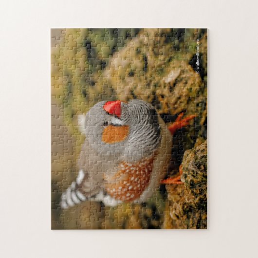 Niedlicher Zebra Finch Songbird auf den Felsen Puzzle (Vertikal)