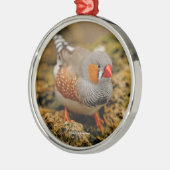 Niedlicher Zebra Finch Songbird auf den Felsen Silbernes Ornament (Links)