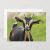 Niedlicher Ziegenbetrieb Postkarte (Vorne/Hinten)