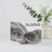 Niedliches Alaska Baby Siegel und Mama Postkarte (Stehend Vorderseite)