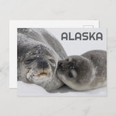 Niedliches Alaska Baby Siegel und Mama Postkarte (Vorne/Hinten)