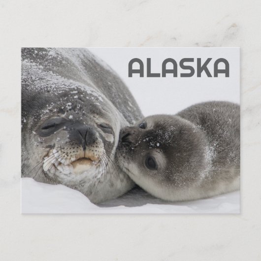 Niedliches Alaska Baby Siegel und Mama Postkarte (Vorderseite)