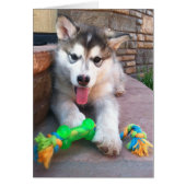Niedliches Alaskan Malamute Pup Foto erhält gute V (Vorne)
