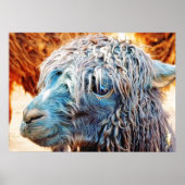 Niedliches Alpaca Baby in Blue Poster (Vorne)