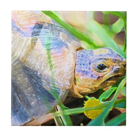 Niedliches Angulate Tortoise Südafrika Details Fliese (Vorderseite)