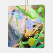 Niedliches Angulate Tortoise Südafrika Details Keramikornament (Links)