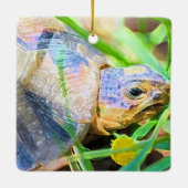 Niedliches Angulate Tortoise Südafrika Details Keramikornament (Rückseite)