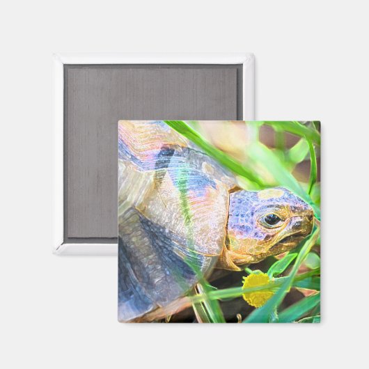 Niedliches Angulate Tortoise Südafrika Details Magnet (Vorderseite/Rückseite)