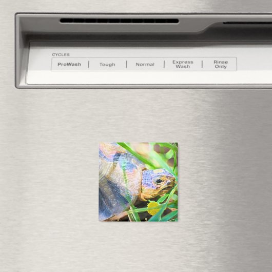 Niedliches Angulate Tortoise Südafrika Details Magnet (In Situ (Geschirrspüler))