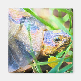 Niedliches Angulate Tortoise Südafrika Details Magnet