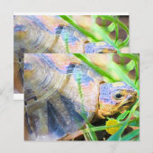 Niedliches Angulate Tortoise Südafrika Details Postkarte (Vorne/Hinten)
