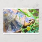 Niedliches Angulate Tortoise Südafrika Details Postkarte (Rückseite)