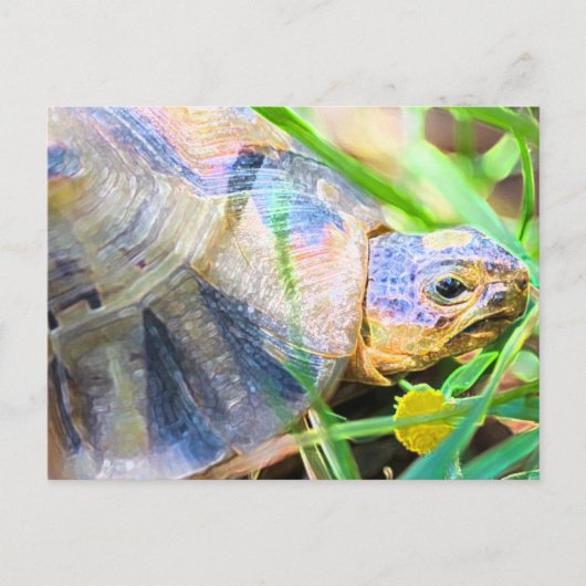 Niedliches Angulate Tortoise Südafrika Details Postkarte (Vorderseite)