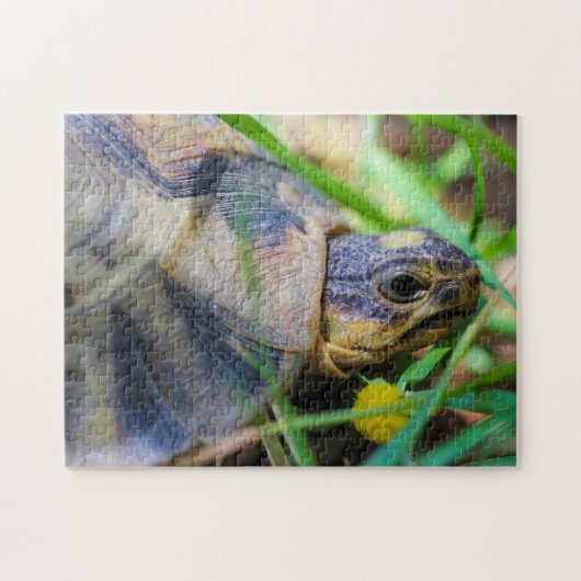 Niedliches Angulate Tortoise Südafrika Details Puzzle (Horizontal)