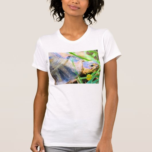 Niedliches Angulate Tortoise Südafrika Details T-Shirt (Vorderseite)