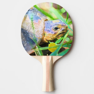 Niedliches Angulate Tortoise Südafrika Details Tischtennis Schläger