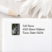 Niedliches Appaloosa Horse Rücksendeadresse Mailin (Insitu)