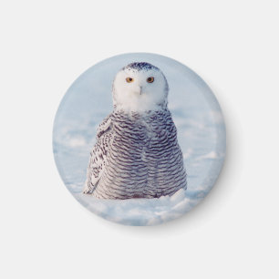 Niedliches arktisches Snowy Eulen-Foto Alaskas Magnet