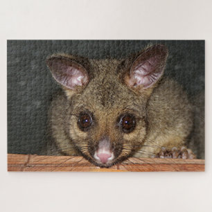 Niedliches australisches Posum Puzzle