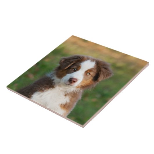 Niedliches australisches Schäfer-Hundewelpen-Foto Fliese (Seite)