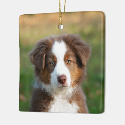 Niedliches australisches Shepherd Dog Puppy Foto P Keramikornament (Links)