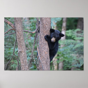 Niedliches Baby Black Bar Cube im Foto Tree Poster