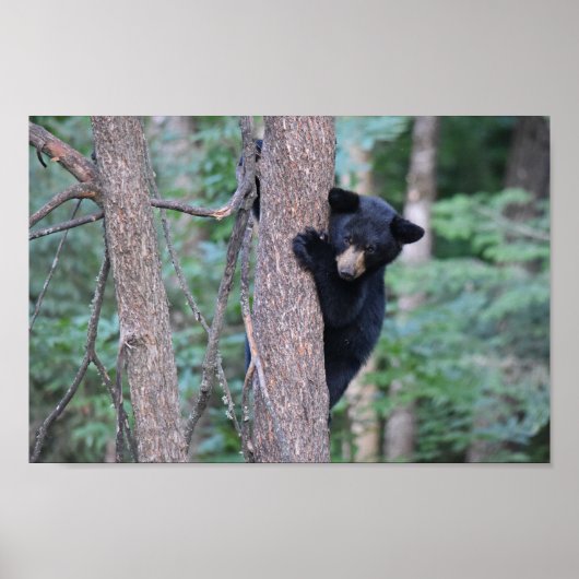 Niedliches Baby Black Bar Cube im Foto Tree Poster (Vorne)