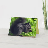 Niedliches Baby Black Eichhörnchen essen Samen Nat Karte (Vorderseite)