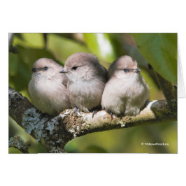 Niedliches Baby Bushtit Songbirds in der Birnenkar