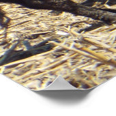 Niedliches Baby Calf Nursing auf Mama Cow Poster (Ecke)